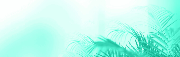 Summer travel concept. Shadow of exotic palm leaves is laying on mint color background. Banner with...