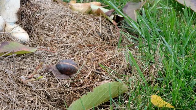 grape snail slowly creeps in the grass