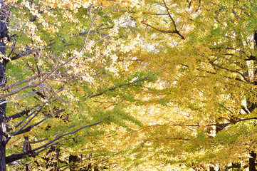 黄葉したイチョウの高木の並木を撮影した写真