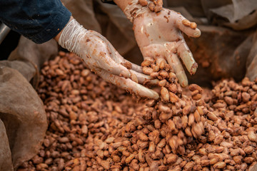 Temperature measurement of cocoa beans fermented in wooden barrels, to maintain the quality of...