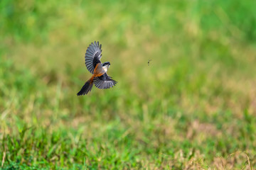 Long-tailed Shrike in Mai Po Marshes, Hong Kong (Formal Name: Lanius schach)