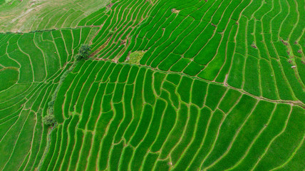 background of green leaves
