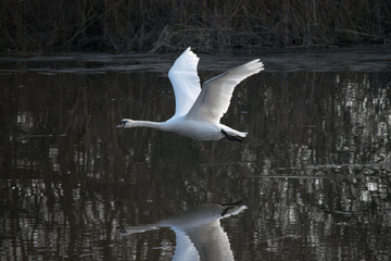 swan in flight