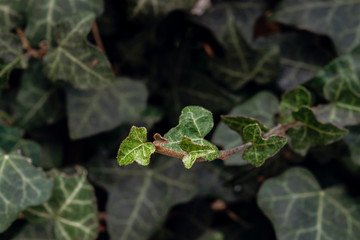 Young ivy leaves with blury leaves in background