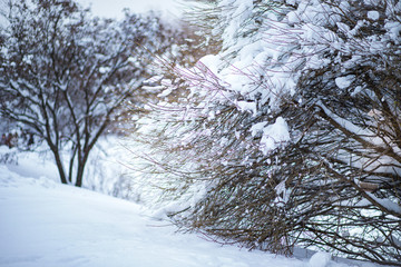 Snow-covered trees in the forest