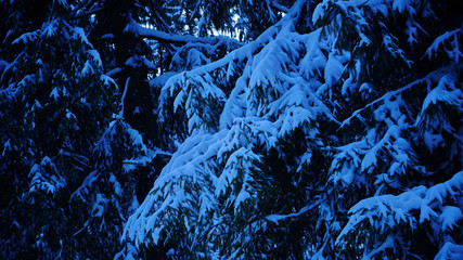 spruce branches in the snow Christmas background blue color