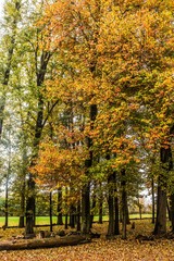 Naklejka premium autumn in the park