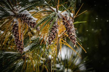 Pine branch with pine cones in the winter