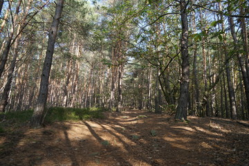 Wanderung am Werderberg in Edenkoben