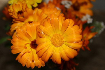 Bright Sunny flowers orange marigolds