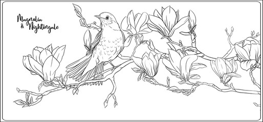 Magnolia tree branch with flowers and nightingale Coloring page for the adult coloring book. Outline hand drawing vector illustration..
