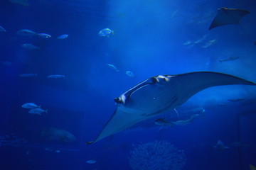 rays swiming © LT