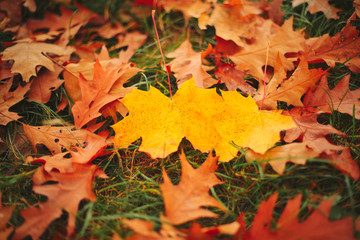 Fallen yellow and orange autumn oak and maple leaves on green grass on the ground. Autumn horizontal background with dried leaves in the sunlight. Selective focus.