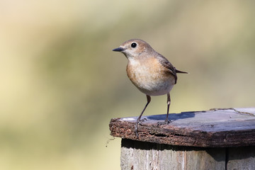 common redstart is migratory bird