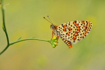 Melitaea trivia 731