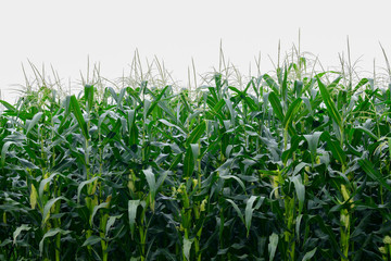 Fototapeta premium Corn field in clear day, corn tree with blue cloudy Sky