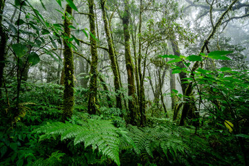 Fototapeta premium Green tree with moss and fog in tropical rain forest, Doi Inthanon national park, Chiang Mai in Thailand.