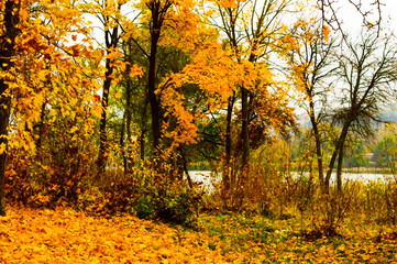 Naklejka na ściany i meble Autumn landscape of yellowed leaves on the trees near the lake.