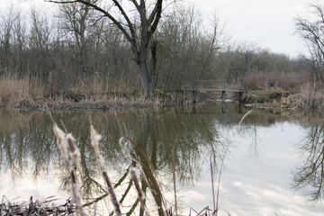 Fototapeta premium winter landscape with river and trees