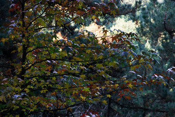 Forest in the suburbs of Bilbao
