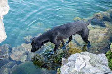 Black dog paddling in water, rock pools on lake, puppy dog, sniffling © melindaelaine