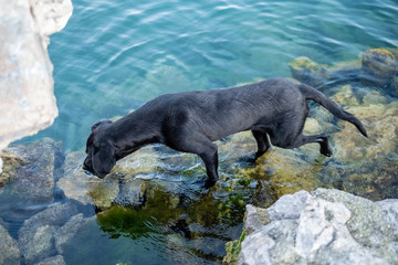 Black dog paddling in water, rock pools on lake, puppy dog, sniffling