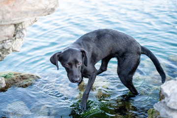 Black dog paddling in water, rock pools on lake, puppy dog © melindaelaine