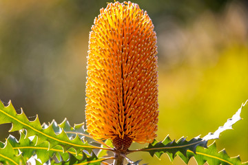 Close up of vibrant yellow Western Australian Ashby's banksia flower head