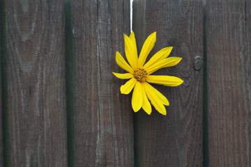 A single yellow flower on a board fence