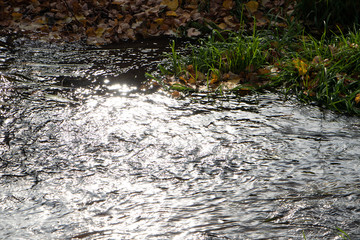 Water and grass