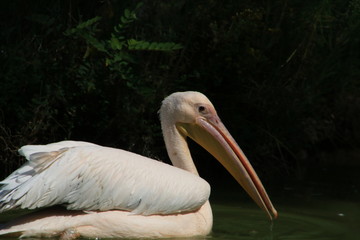 pélican proche