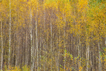 birch forest in autumn