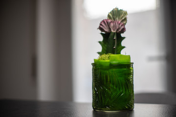 Cactus fiorito in vaso verde riflesso su tavolo grigio