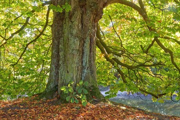 Old chestnut tree in autumn