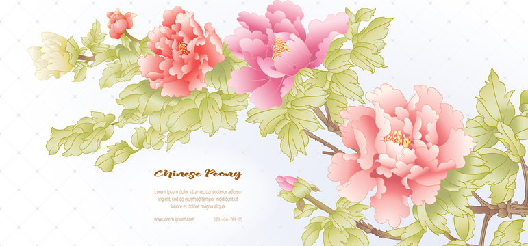 Peony tree branch with flowers in the style of Chinese painting on silk Template for wedding invitation, greeting card, banner, gift voucher, label. Colored vector illustration..