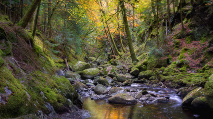 Stream in autumn coloured forest.