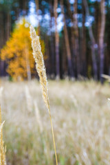 Fototapeta premium yellow grass on the background of the forest