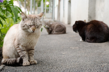 stray cats near the wall of the building, one in the foreground is sleeping sitting