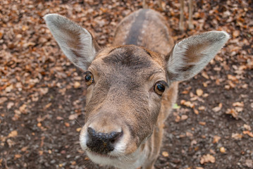 Rehe im wildgehege