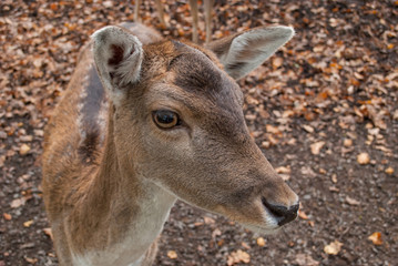 Rehe im wildgehege