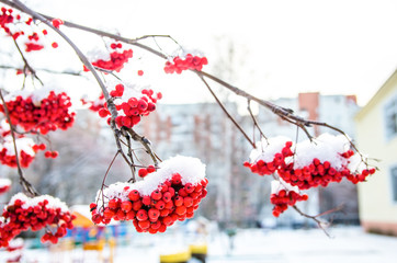 frost. first snow on bunches of red ash