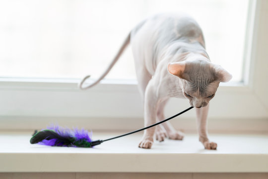 Cat Playing With Feather Wand