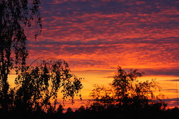 Obraz na płótnie Canvas Tree branches on a background of bright juicy sunset sky