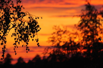 Tree branches on a background of bright juicy sunset sky