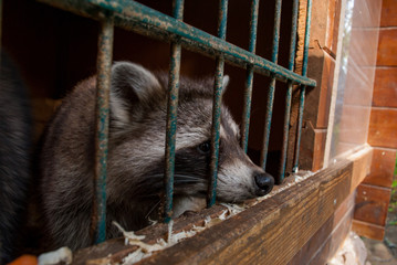 Waschbär in gefangenschaft 