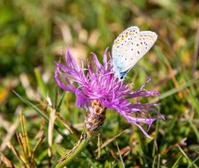 butterfly on a thistle