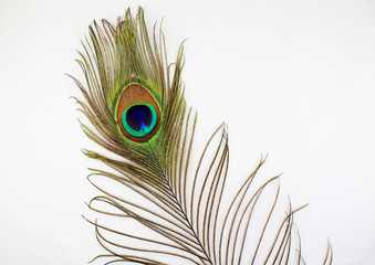 Fototapeta premium peacock feather on white background