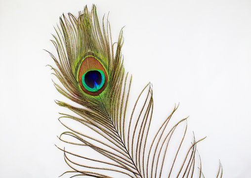 peacock feather on white background