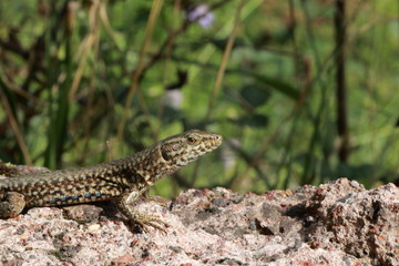 Lézard des murailles	
