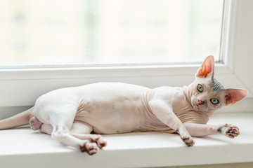 Shameless cat on a window